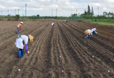 �����ӽ�ˮ��ݪֲ����